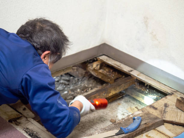 Best Crawl Space Mold Removal  in Highland, CA