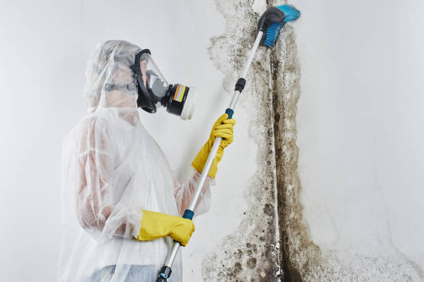 Best Residential Mold Removal  in Highland, CA