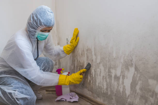 Best Mold Damage Repair  in Highland, CA