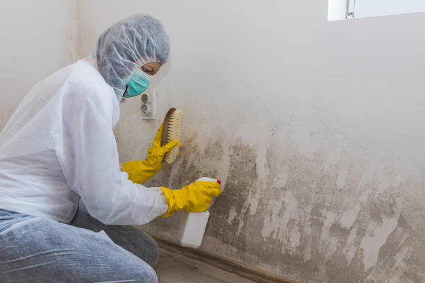 Best Attic Mold Removal  in Highland, CA
