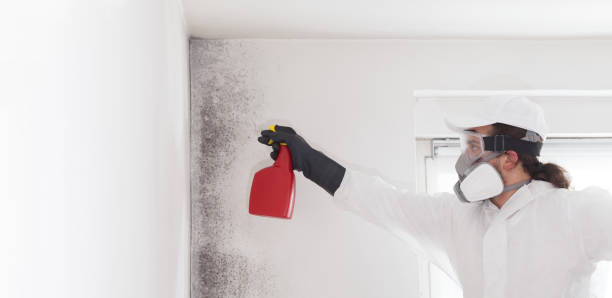 Best Office Mold Removal Services  in Highland, CA