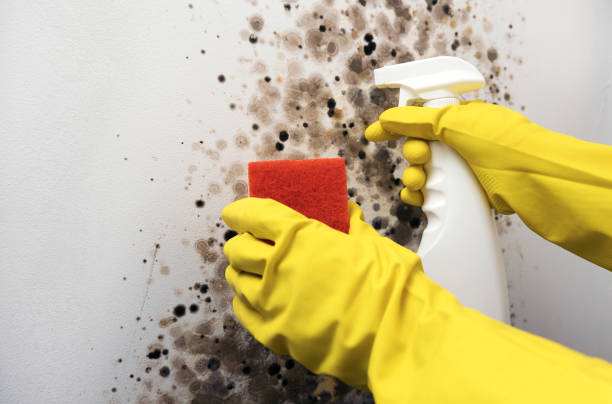 Best Mold Testing  in Highland, CA