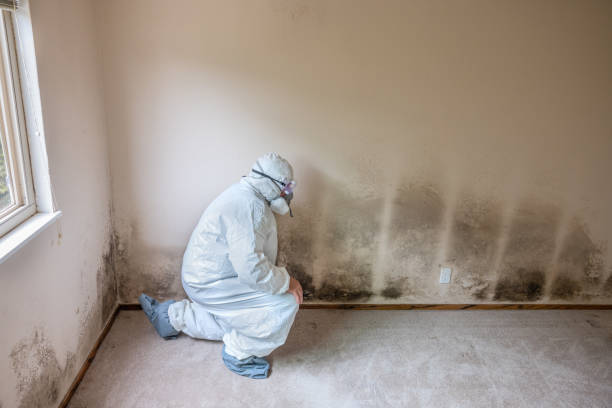 Best Certified Mold Removal  in Highland, CA