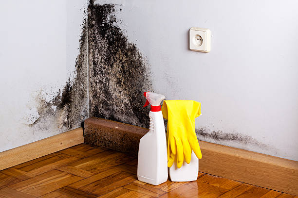 Best Black Mold Removal  in Highland, CA