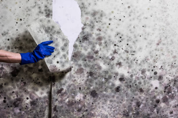 Certified Mold Removal in Highland, CA