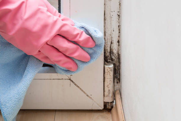 Professional Mold Removal in Highland, CA