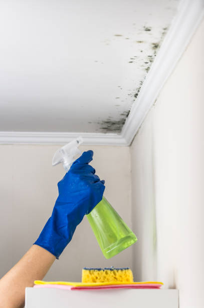 Best Commercial Mold Removal  in Highland, CA